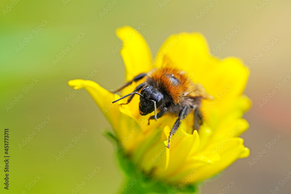 Bumblebee on a yellow flower. Detailed close-up of the insect. Bombus. Bumblebee on a yellow flower. Detailed close-up of the insect. Bombus.