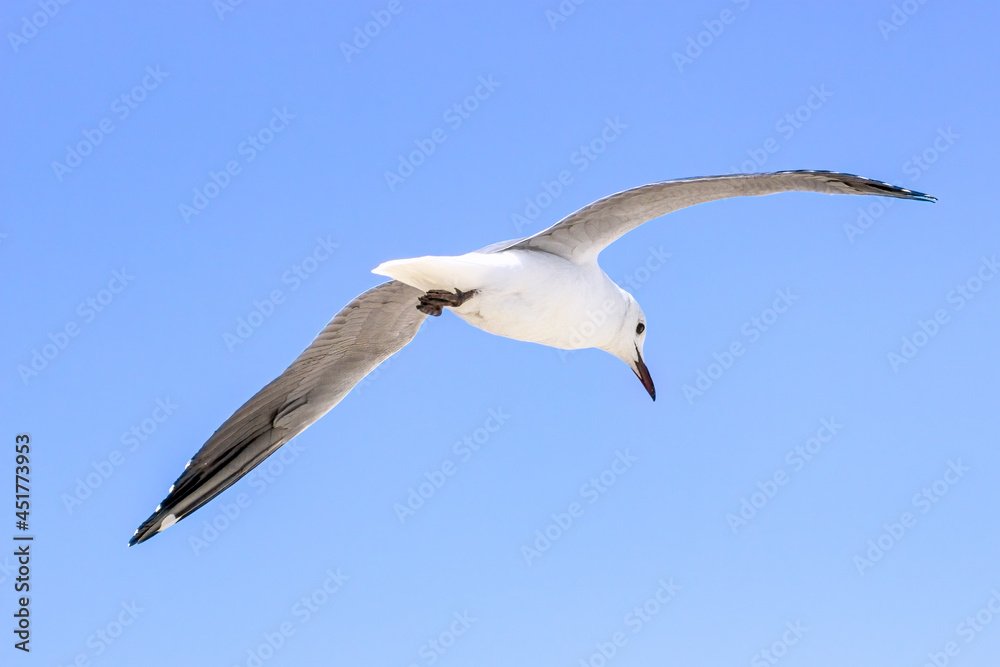 Seagulls in flight searching for food, over Melkbosstrand beach Cape Town. Seagulls in flight searching for food, over Melkbosstrand beach Cape Town.
