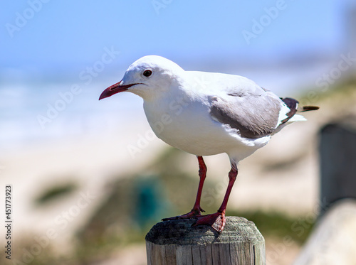 Seagull resting on a fence, eyeing out its next meal at the beach at Melkbosstrand Cape Town. photo