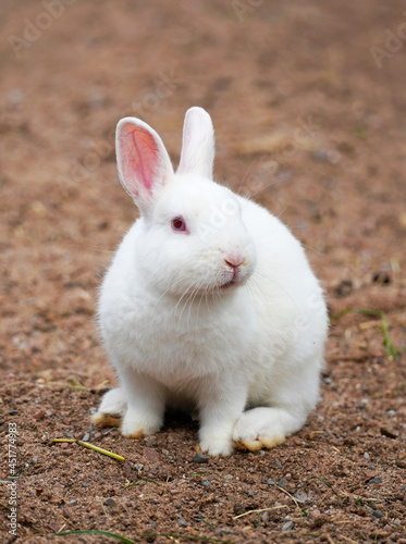 Rabbit with white fur and pink ears. Animal sits on the ground.
