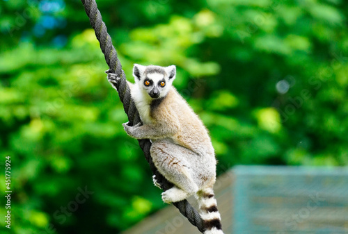 Lemur against a green background. Portrait of a ring-tailed lemur. Lemuriformes.