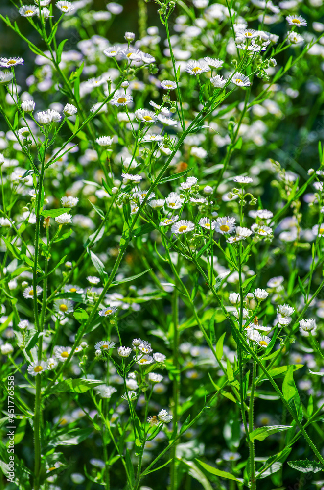 abstract blossom flowers on field abstract blossom flowers on field