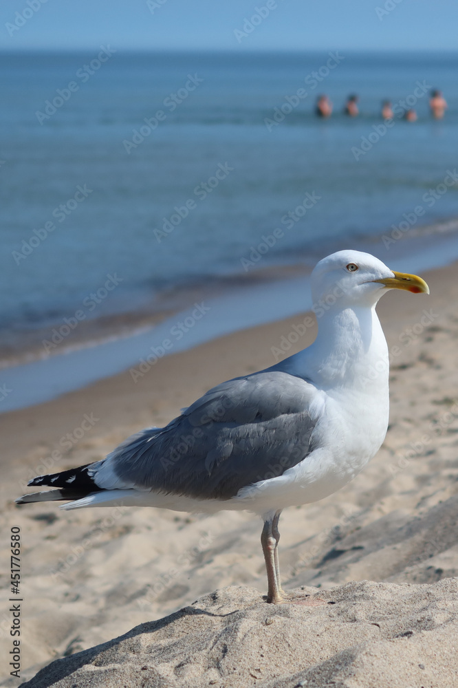 Beautiful sea gull standing on a sandy beach during the summer, sunny day. Beautiful sea gull standing on a sandy beach during the summer, sunny day.