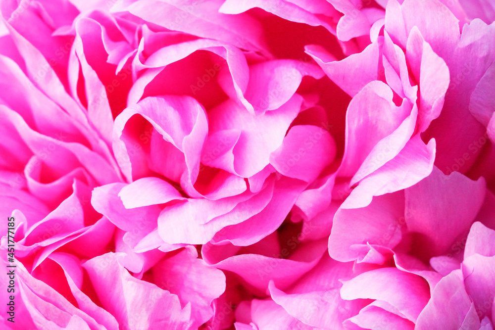 Pink peony flower close-up. Perennial with large flowers. Paeonia. Pink peony flower close-up. Perennial with large flowers. Paeonia.