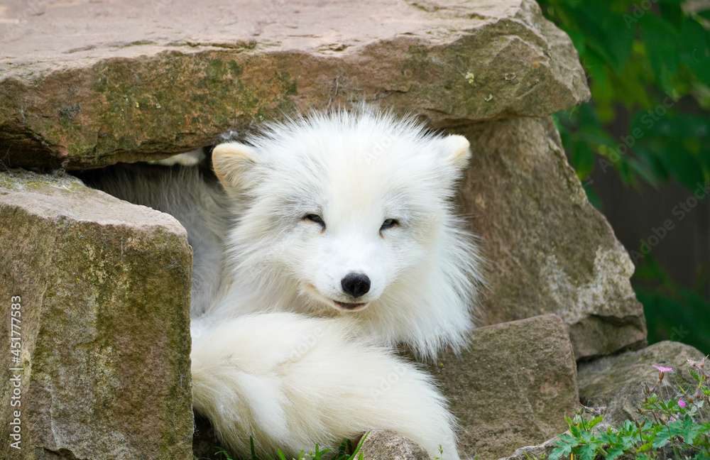 Portrait of an arctic fox. Resting animal with white fur. Vulpes lagopus. Portrait of an arctic fox. Resting animal with white fur. Vulpes lagopus.