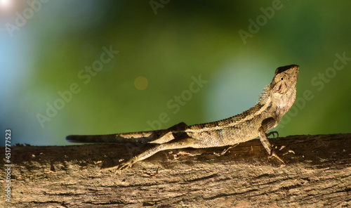 Oriental garden lizard (Calotes versicolor) - Garden lizards are relaxing on tree branches, camouflage garden lizards. Close up chameleon details.