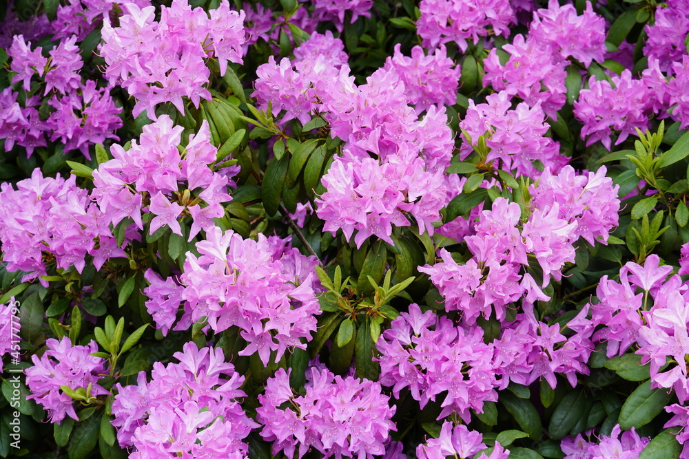 Rhododendron flowering shrub. Close up of the plant with pink flowers. Flowering time in summer. Rhododendron flowering shrub. Close up of the plant with pink flowers. Flowering time in summer.