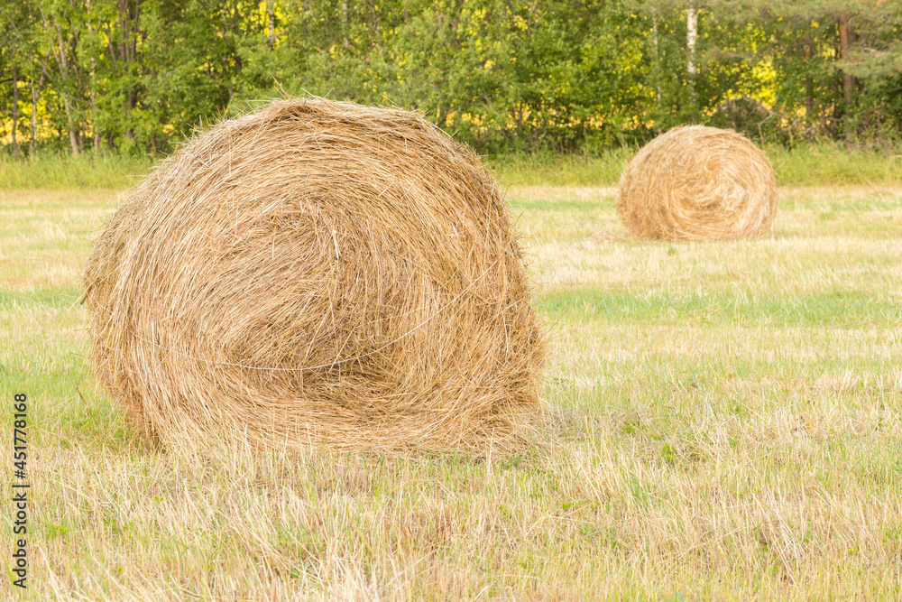 bales of hay in the field in autumn. Mowing grass for feeding animals. Packaging and storage of hay. Harvesting grass for cows for the winter. bales of hay in the field in autumn. Mowing grass for feeding animals. Packaging and storage of hay. Harvesting grass for cows for the winter.