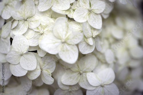 Red rose close up on garden background