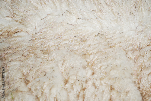 Bright sheep's wool in close-up. Soft fluffy background of an animal fur.