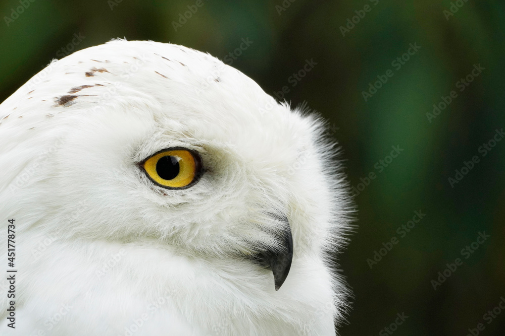 Obraz premium Portrait of a snow owl with a green background. Bubo scandiacus. Bird with white plumage and yellow eyes.