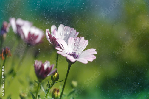 Summer rain and flowers