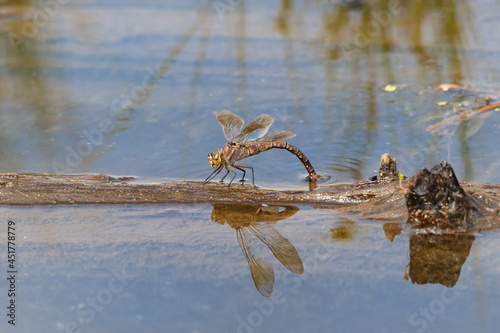 Dragonfly lays eggs photo