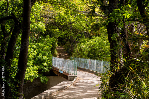 path in the woods