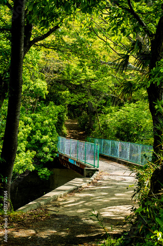 bridge in the forest