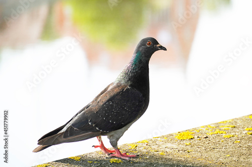 Street pigeon in close-up. Columbidae. Bird in the city.