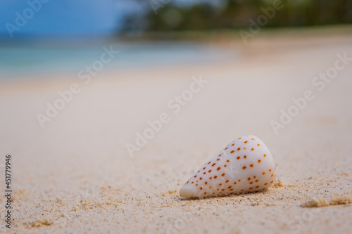 Fototapeta Naklejka Na Ścianę i Meble -  Seashell conus conidae on sunny beach in maldives. Crossroads Maldives, saii lagoon hotel, july 2021