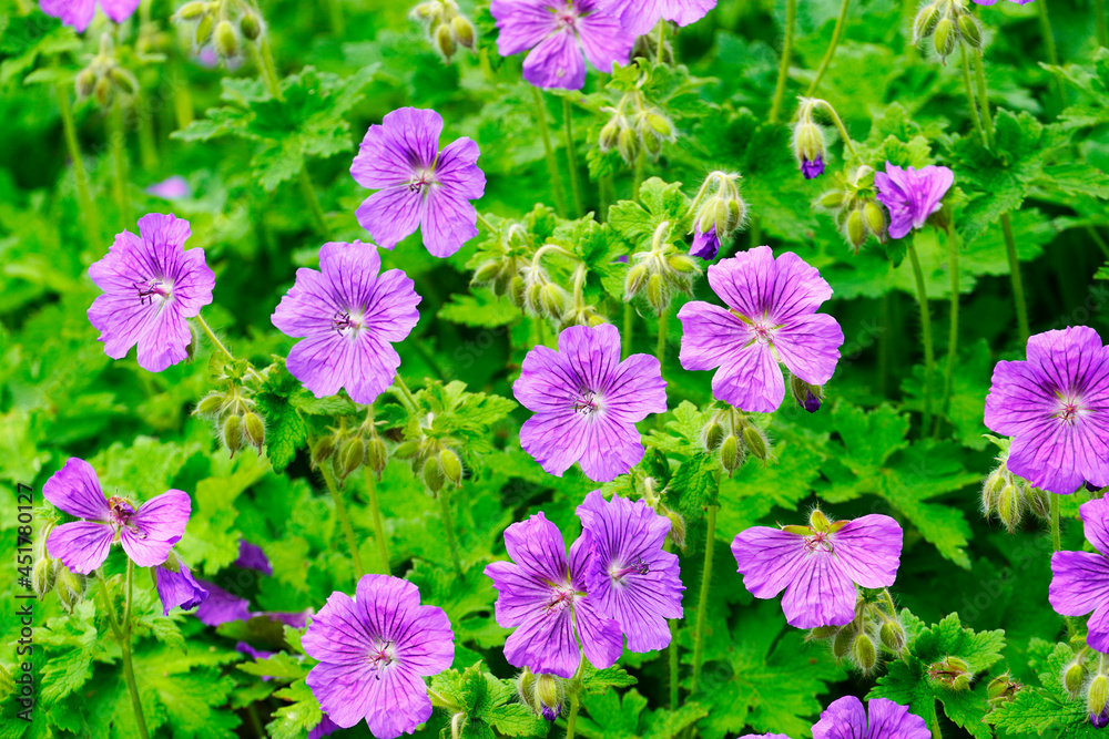 Swamp cranesbill in close-up. Ground cover for the garden with pink flowers. Geranium palustre Swamp cranesbill in close-up. Ground cover for the garden with pink flowers. Geranium palustre