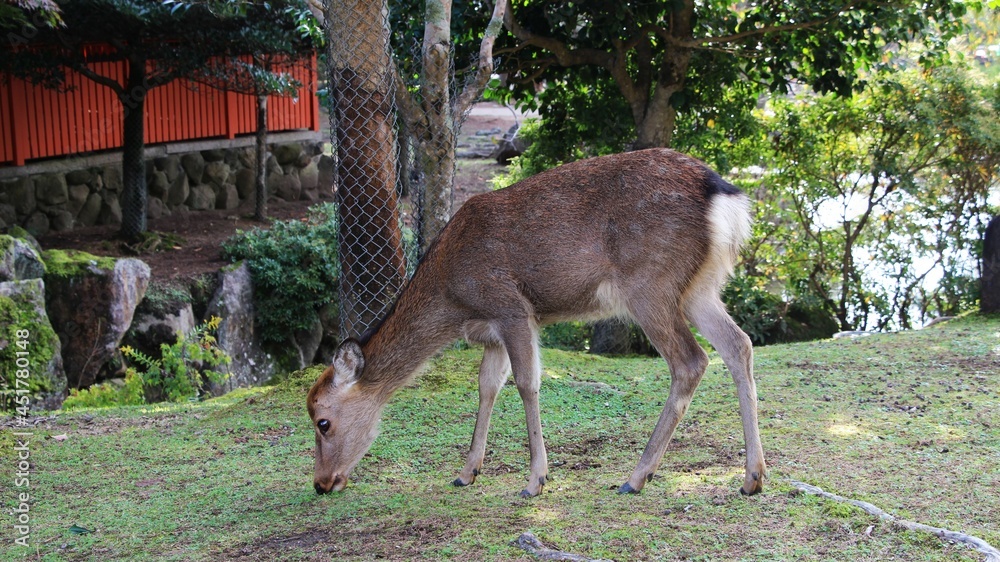 Deer grazing at Nara Park in Japan Deer grazing at Nara Park in Japan
