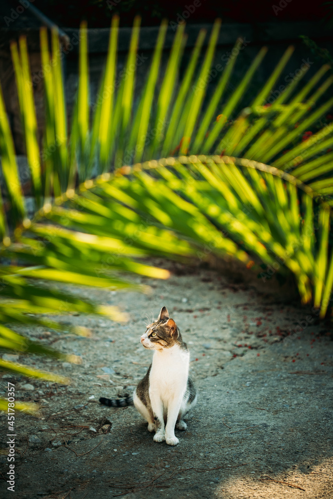 Obraz premium Funny Young Cat Sitting Under Palm Branches In Summer Garden