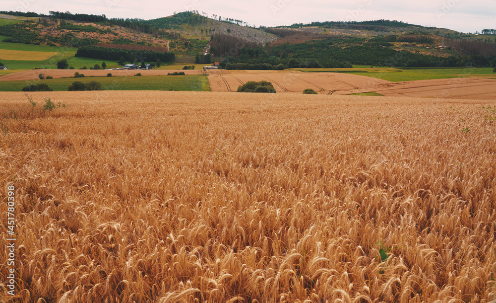 Naklejka premium Corn Agriculture Fields for Sustainable Future