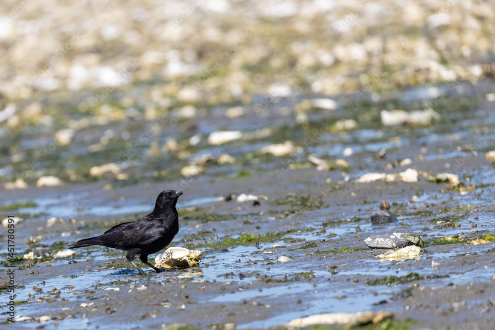 single black bird roaming around a beach single black bird roaming around a beach