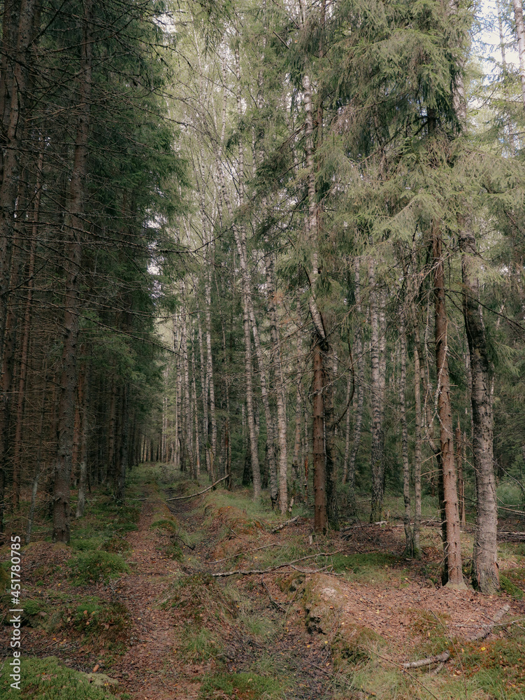 Obraz premium Countryside living