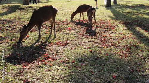 Deer in Nara Park, Japan © Kayla