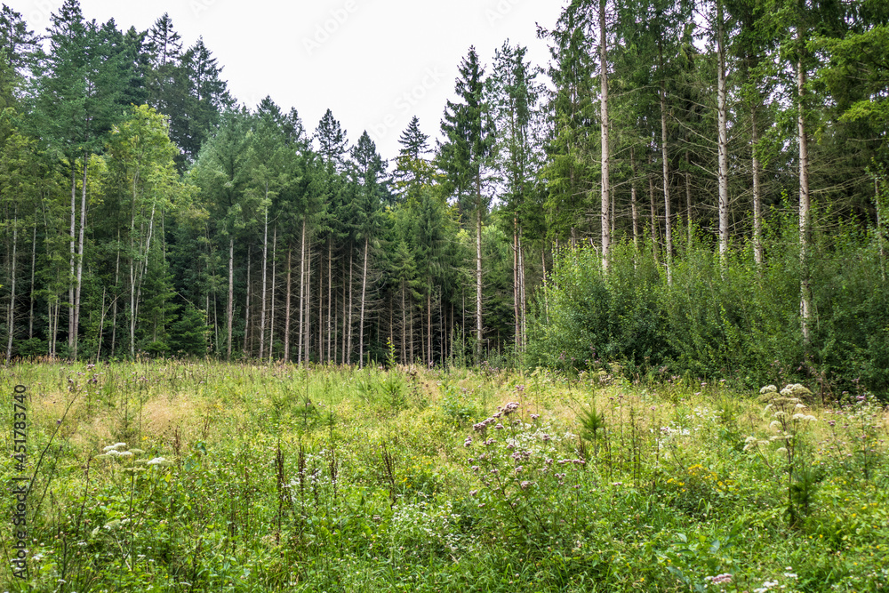 Wiederaufforstung nach Kahlschlag im Mischwald Wiederaufforstung nach Kahlschlag im Mischwald