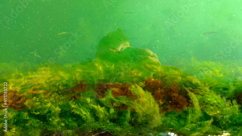 green seaweed on the rock © MYKHAILO 