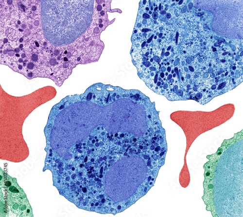 Neutrophil cells, TEM