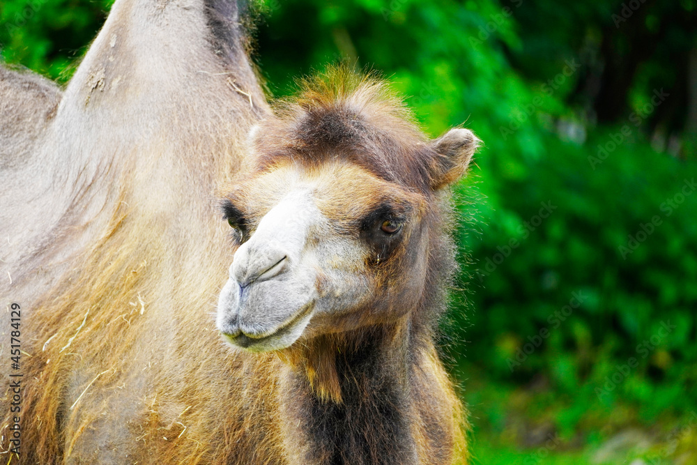 Obraz premium Portrait of a camel with a green background. Camelus bactrianus. Funny brown fur mammal close up