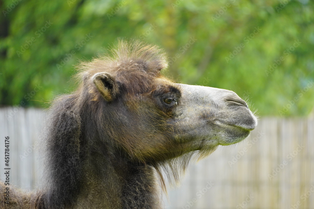 Obraz premium Portrait of a camel with a green background. Camelus bactrianus. Funny brown fur mammal close up