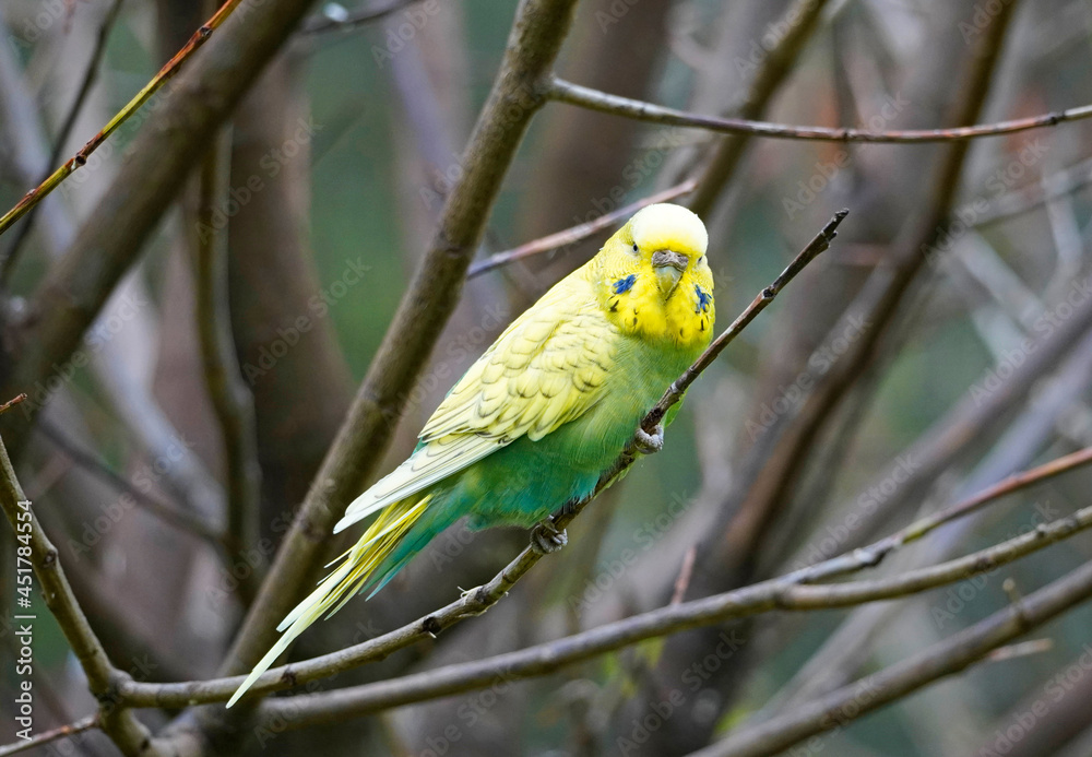 Portrait of a budgie with yellow green plumage. Bird in close-up. Portrait of a budgie with yellow green plumage. Bird in close-up.