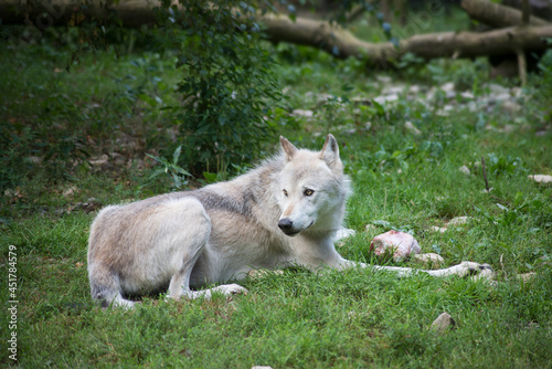 Portrait of white wolf lying in a zoologic park with a piece of meat in the grass