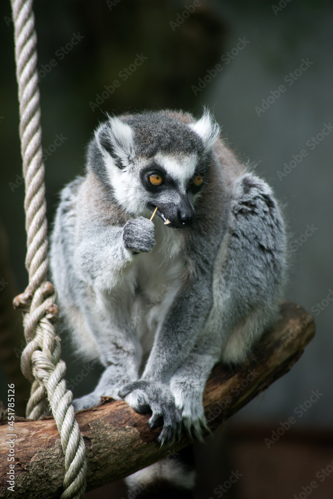 Fototapeta premium Portrait of wild maki catta lemur standing on tree branch