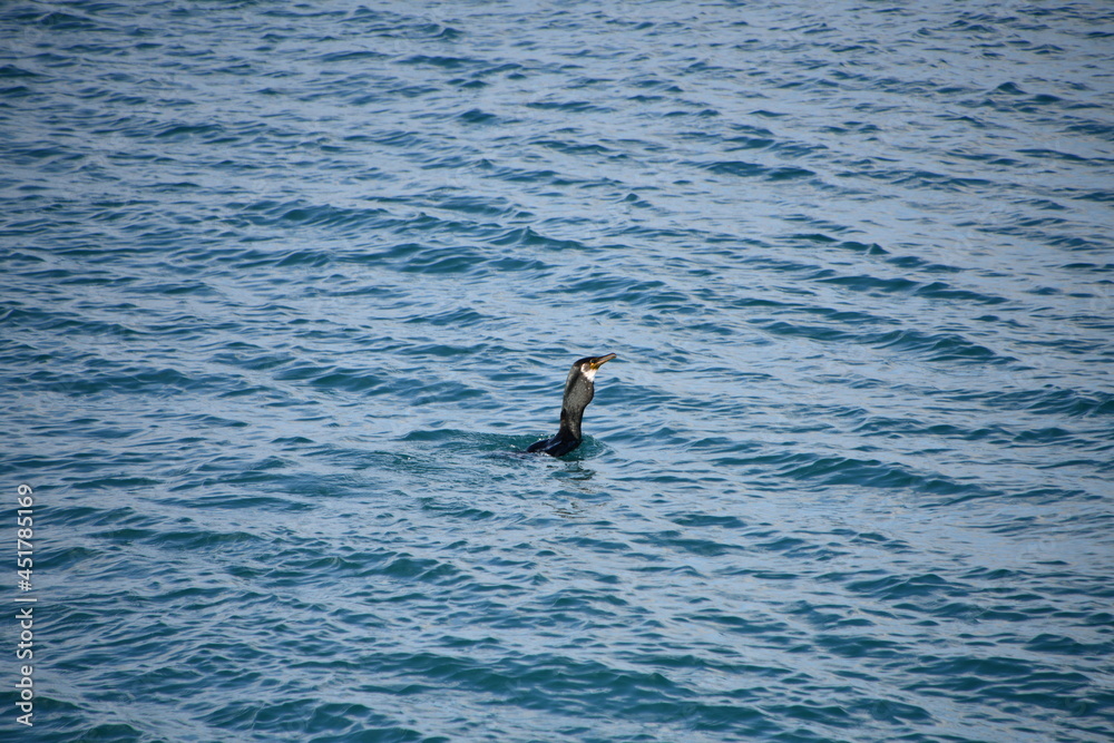 Fototapeta premium 물고기를 삼키고 있는 가마우지 a cormorant is eating a fish