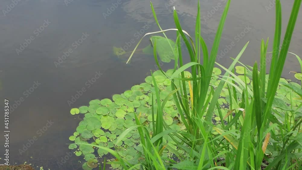 nature growing by the river bank in summer weather nature growing by the river bank in summer weather