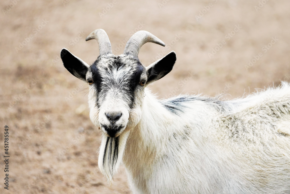 Portrait of a goat with black and white fur and a goatee. Mammal with horns.
