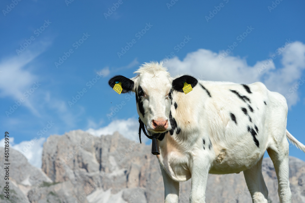 Fototapeta premium cows grazing in the seceda mountains in the dolomites