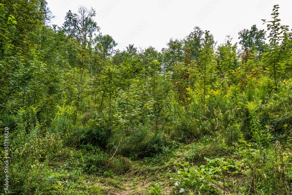 Fototapeta premium Wiederaufforstung nach Kahlschlag im Mischwald