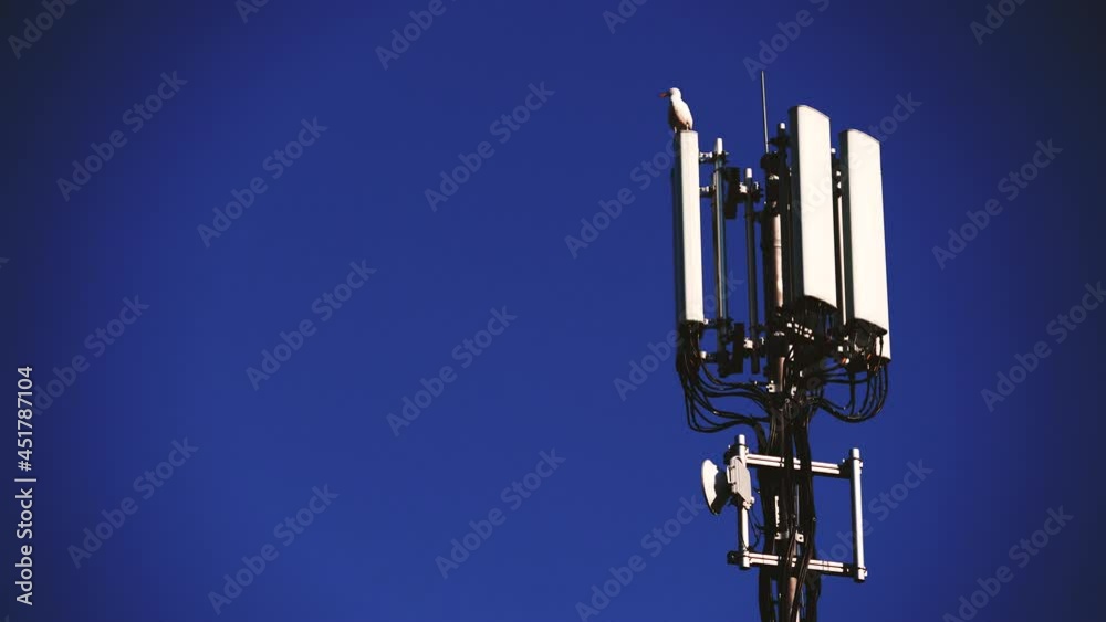 Bird seagull sitting on telecommunication tower with 4G or 5G cellular network antenna. New mobile broadcasting technology generation. Bird seagull sitting on telecommunication tower with 4G or 5G cellular network antenna. New mobile broadcasting technology generation.