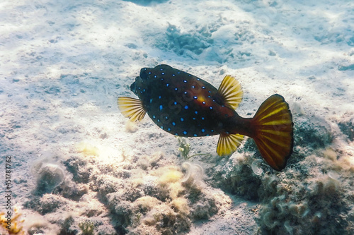 Yellow boxfish (Ostracion cubicus) Underwater photo