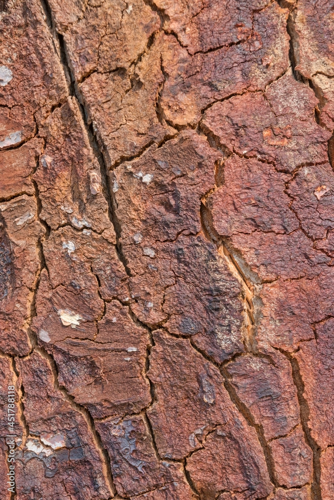 Relief spruce bark texture. Close-up image of tree bark texture. Natural background.