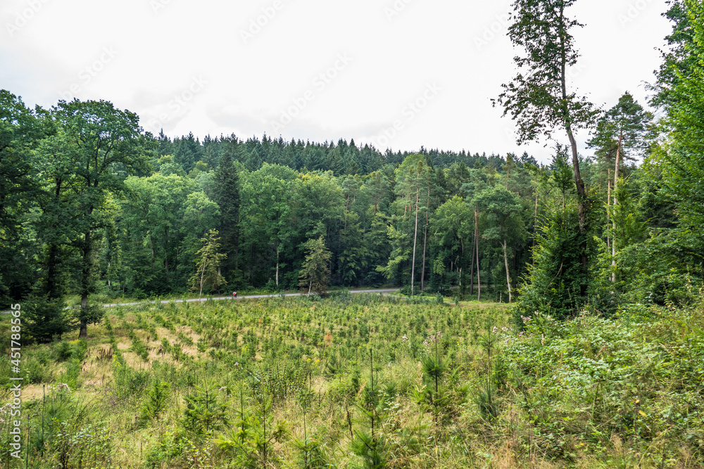Wiederaufforstung nach Kahlschlag im Mischwald Wiederaufforstung nach Kahlschlag im Mischwald