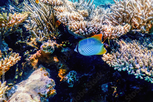 Chevron butterflyfish (Chaetodon trifascialis) Coral fish, Tropical waters photo