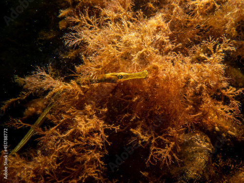  A close-up picture of a straightnose pipefish, Nerophis ophidion, among seaweed and stones. Picture from The Sound, between Sweden and Denmark photo