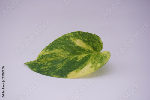 Close up Ivory betel leaf and some small leaves which are typical tropical plants and are very aesthetic for home interiors. Isolated on a white background. For the web, banners. Visible texture leaf