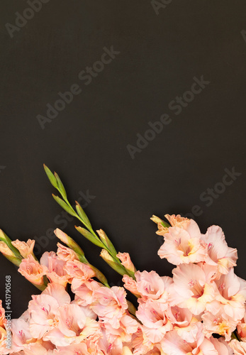 Pink gladioluses on black background. Gladiolus with copy space. Greeting card fo Valentine's day, mothers day. Flat lay, top view. Frame of flowers. photo