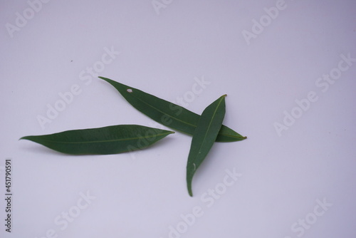 Close up Ivory betel leaf and some small leaves which are typical tropical plants and are very aesthetic for home interiors. Isolated on a white background. For the web, banners. Visible texture leaf